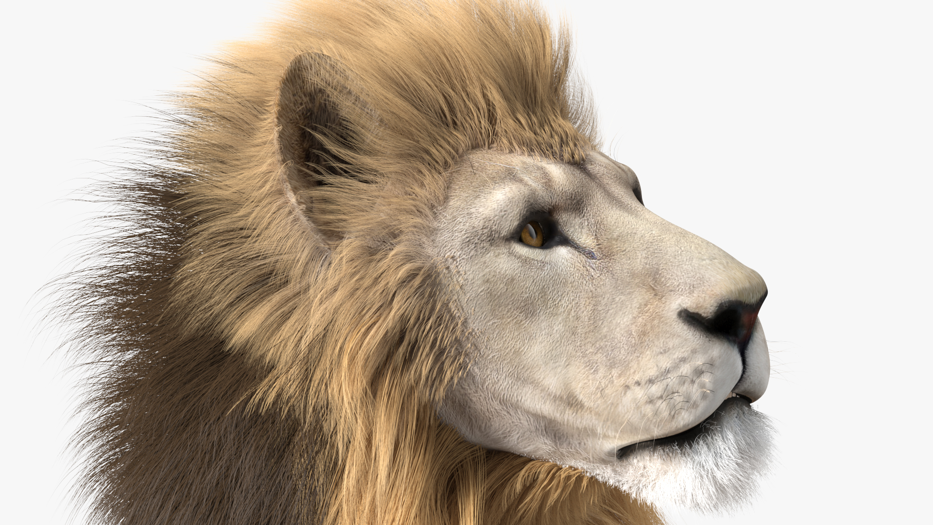 3D model White Male Lion Lying Pose Fur