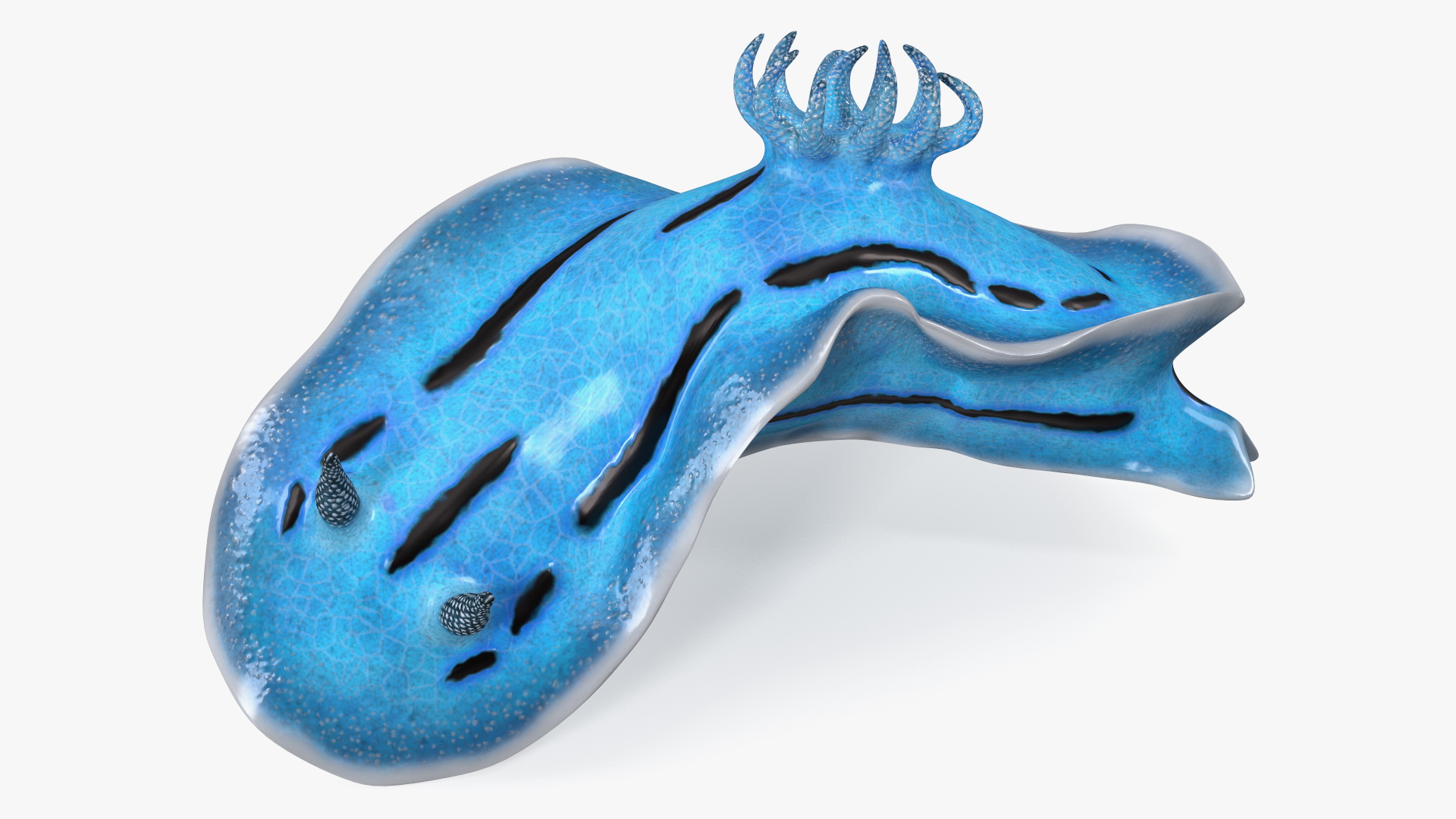 Chromodoris Willani 3D model