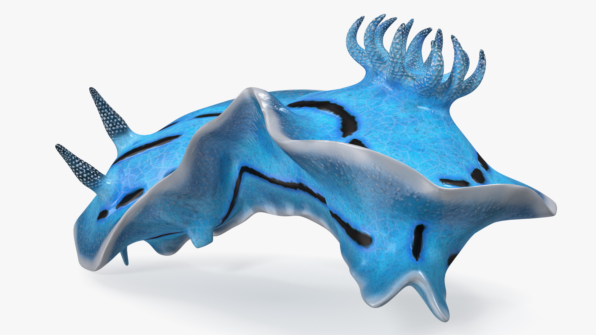 Chromodoris Willani 3D model