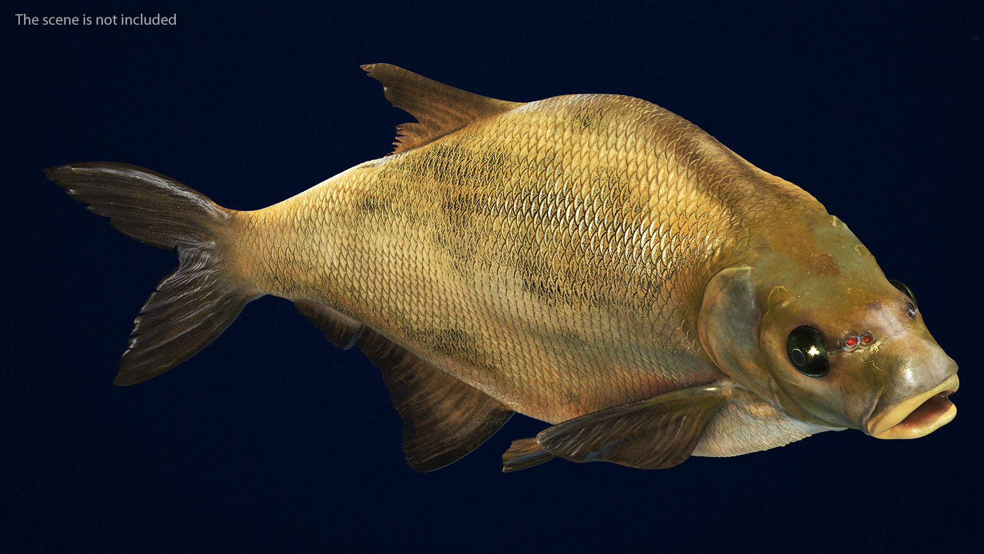 3D Bronze Bream Fish Rigged for Maya model