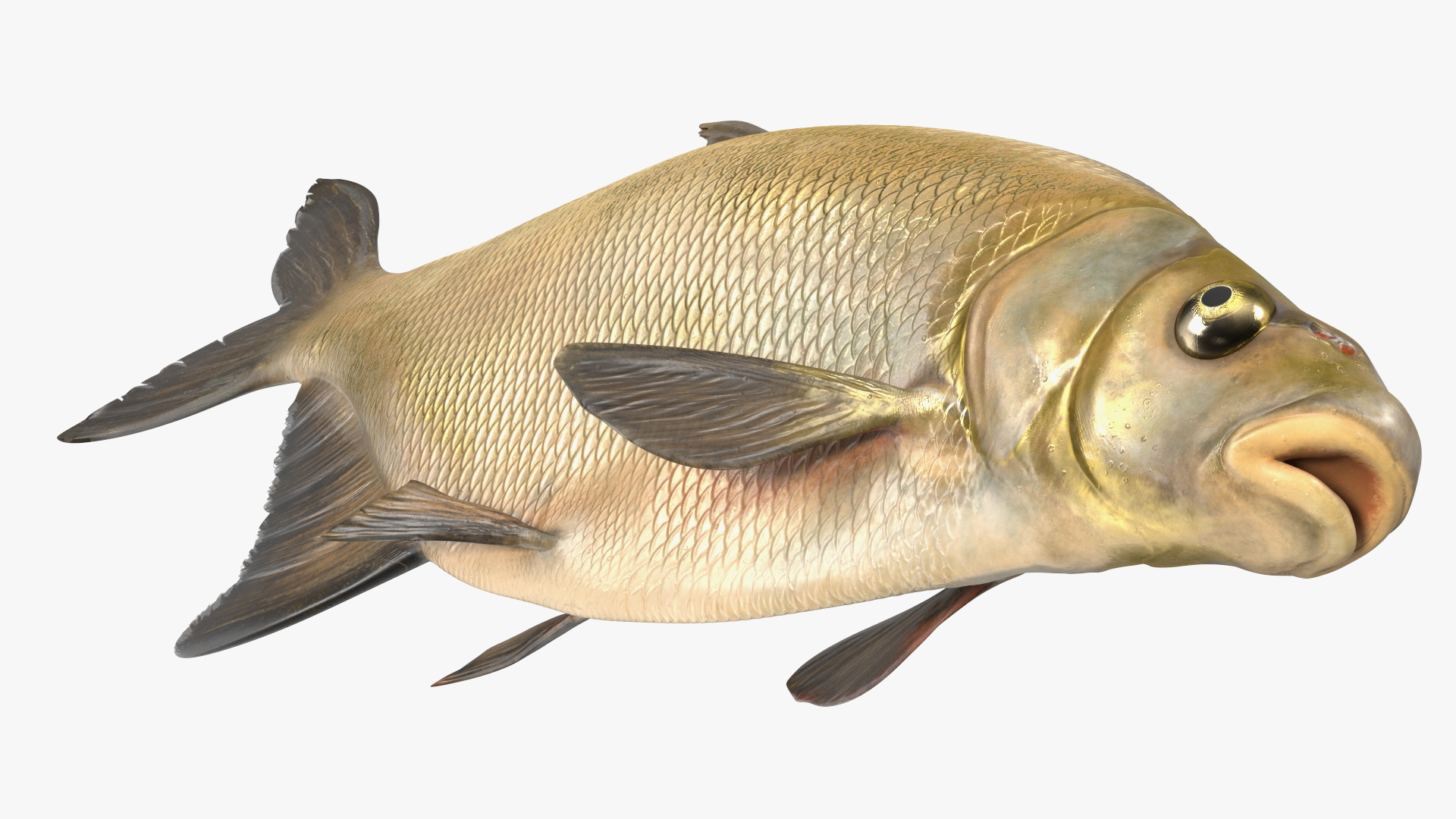 3D Bronze Bream Fish Rigged for Maya model