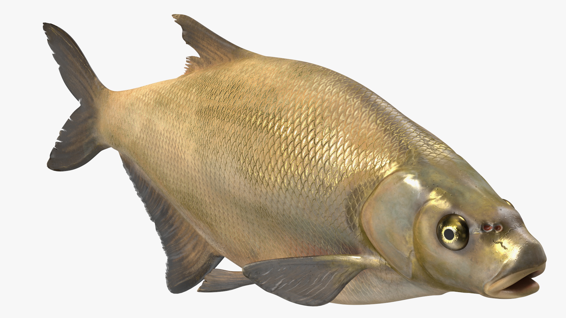 3D Bronze Bream Fish Rigged for Maya model