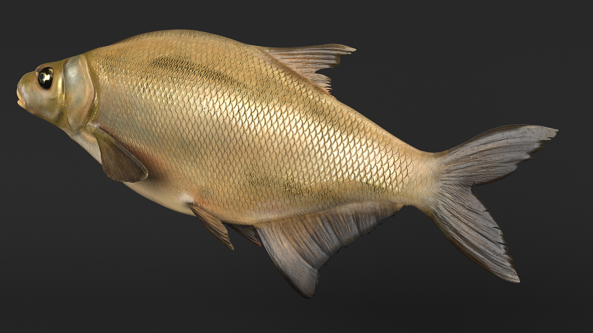 3D Bronze Bream Fish Rigged for Maya model