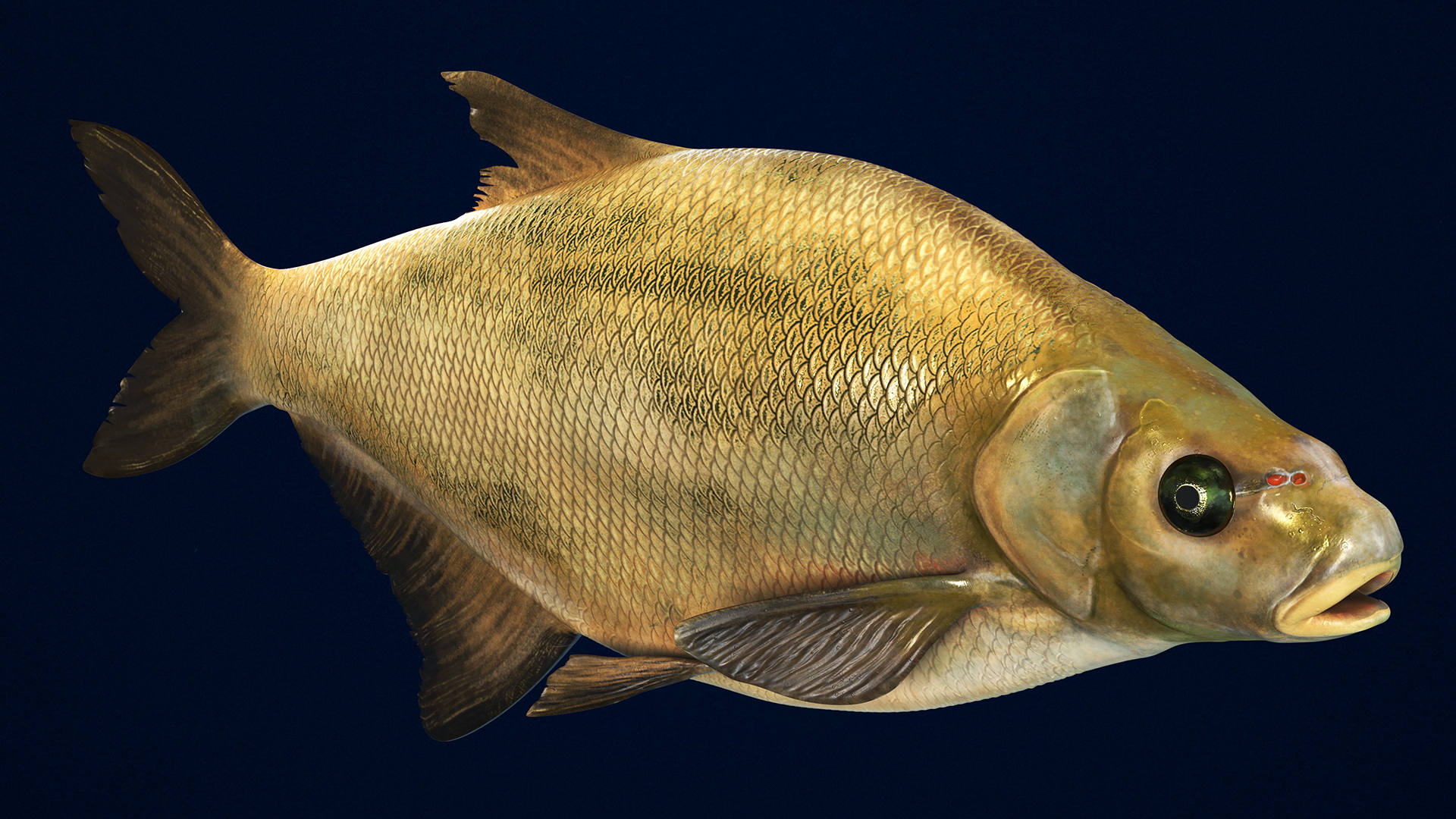 3D Bronze Bream Fish Rigged for Maya model