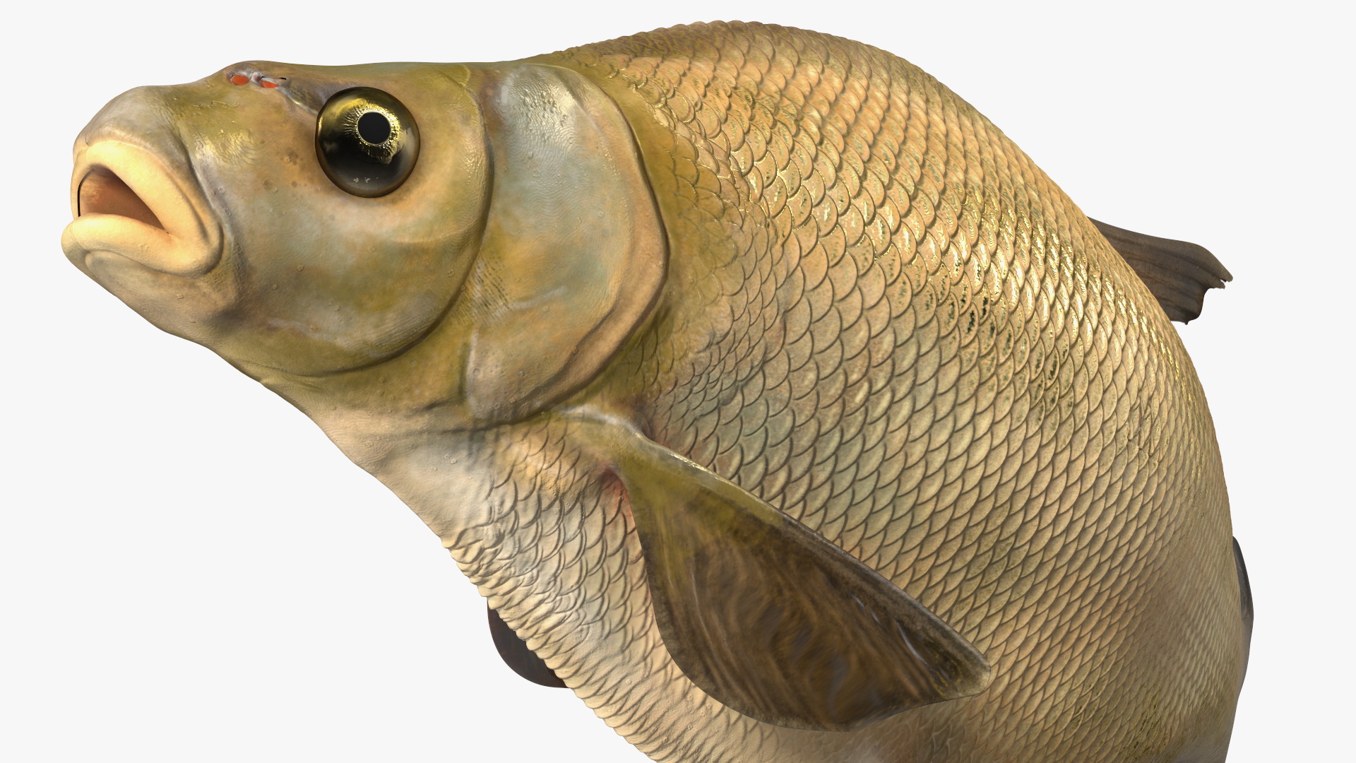 3D Bronze Bream Fish Rigged for Maya model