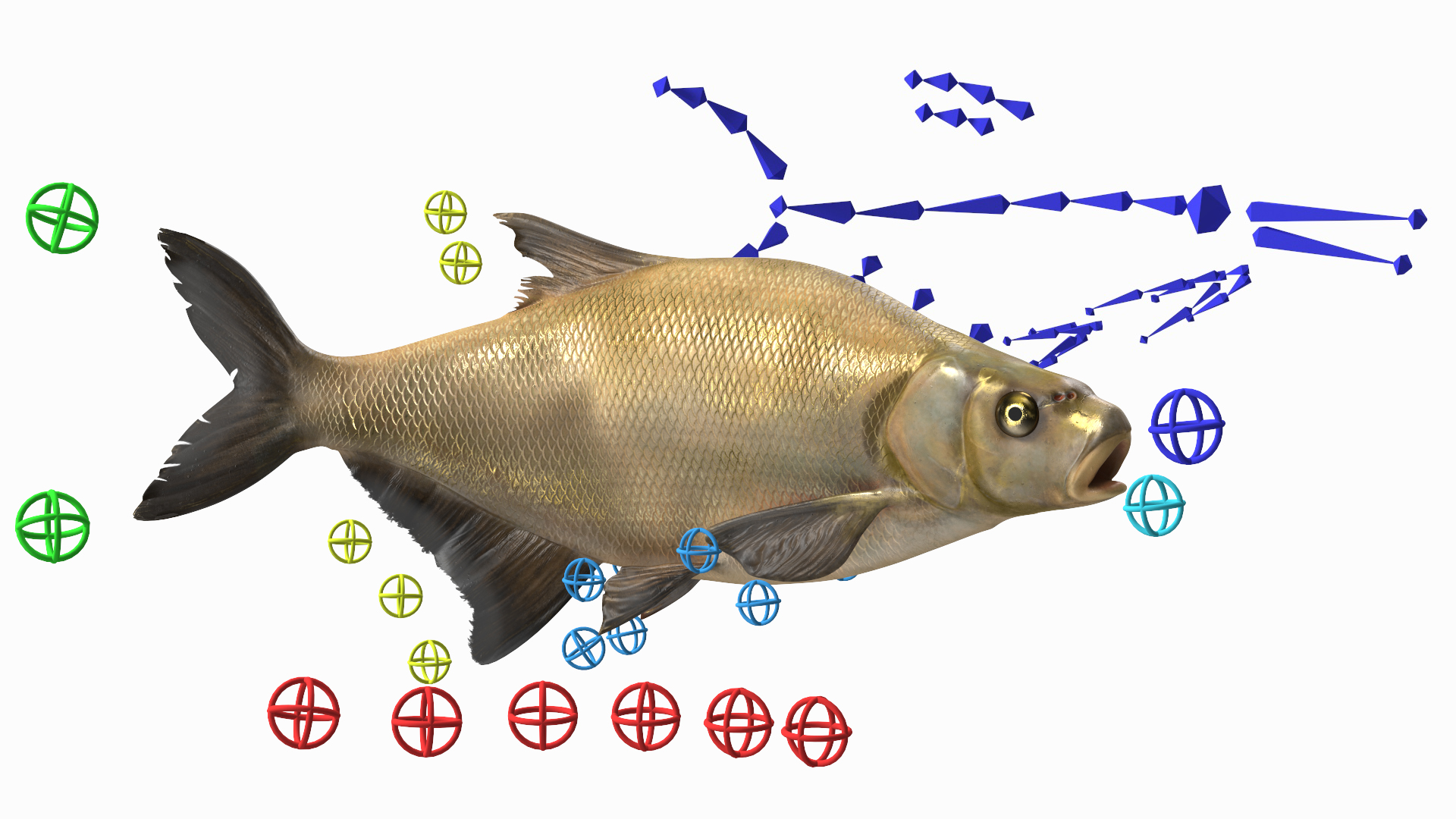 3D Bronze Bream Fish Rigged for Maya model