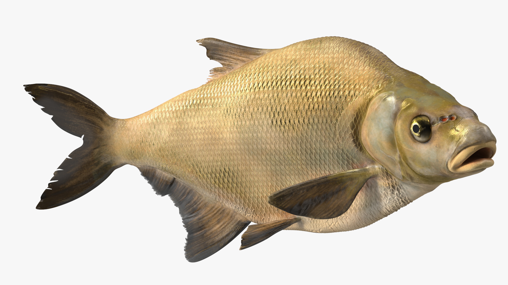 3D Bronze Bream Fish Rigged for Maya model