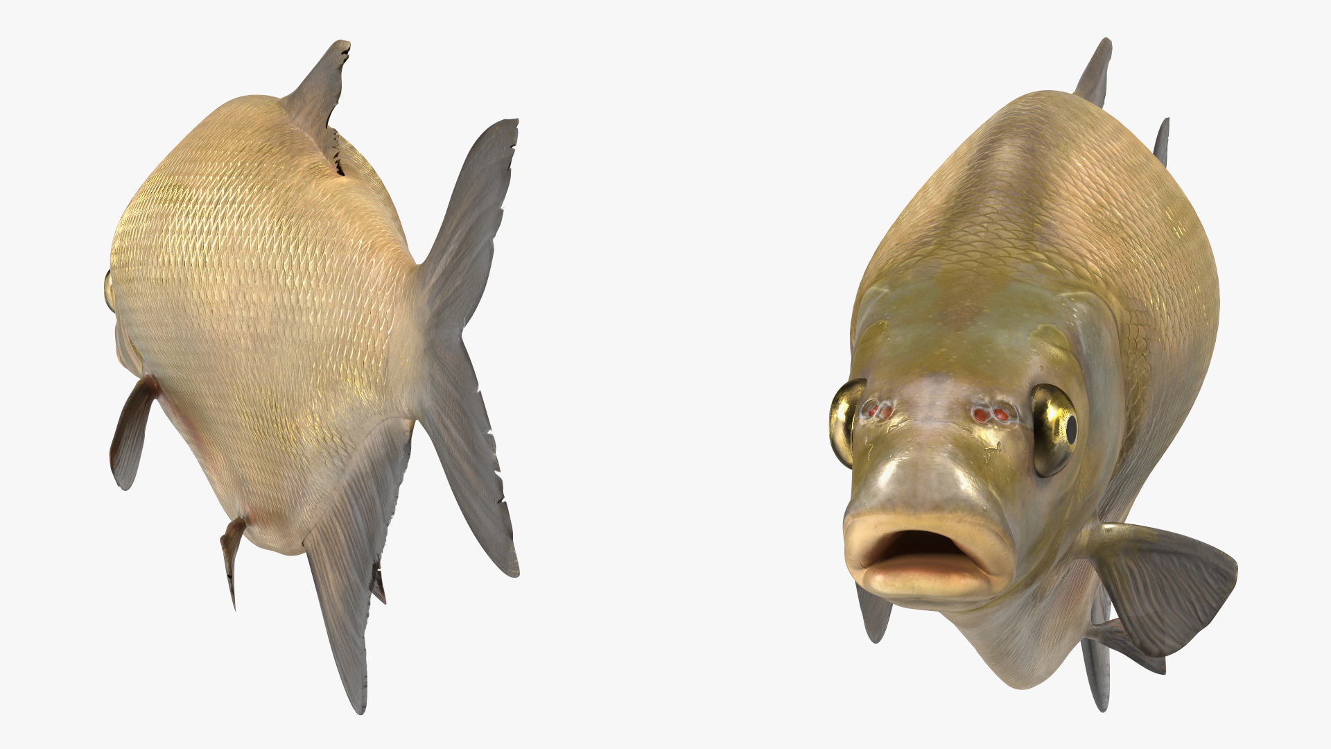 3D Bronze Bream Fish Rigged for Maya model