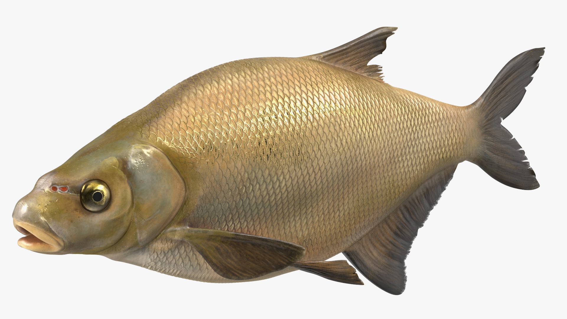 3D Bronze Bream Fish Rigged for Maya model