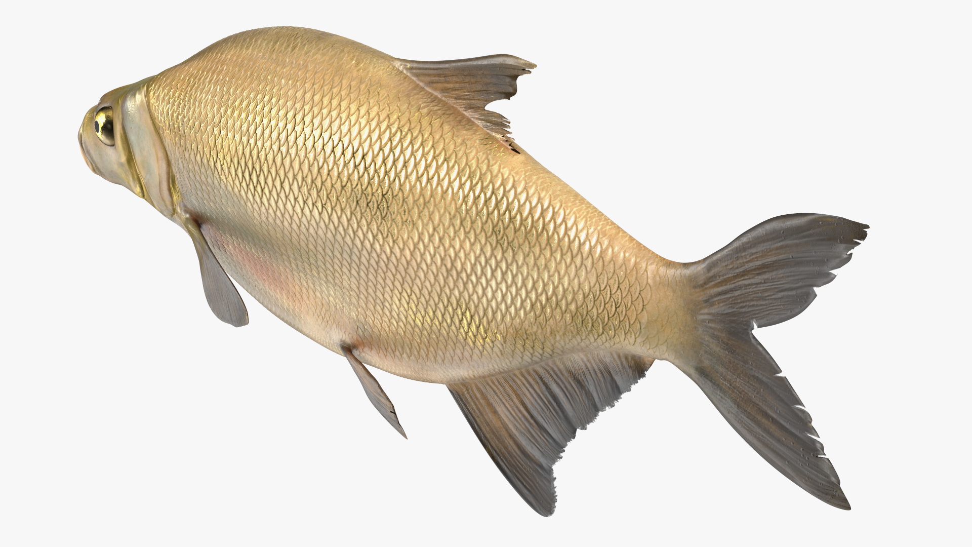 3D Bronze Bream Fish Rigged for Maya model