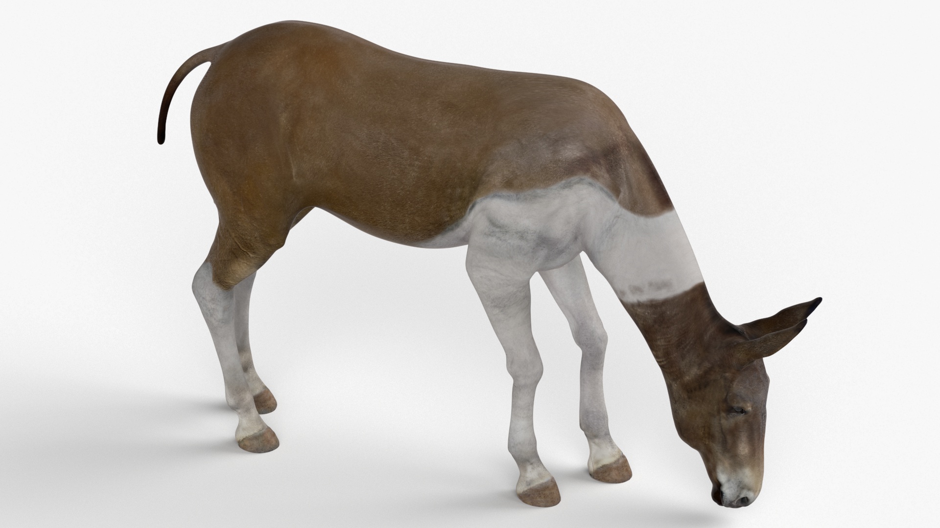 3D Eating Mule