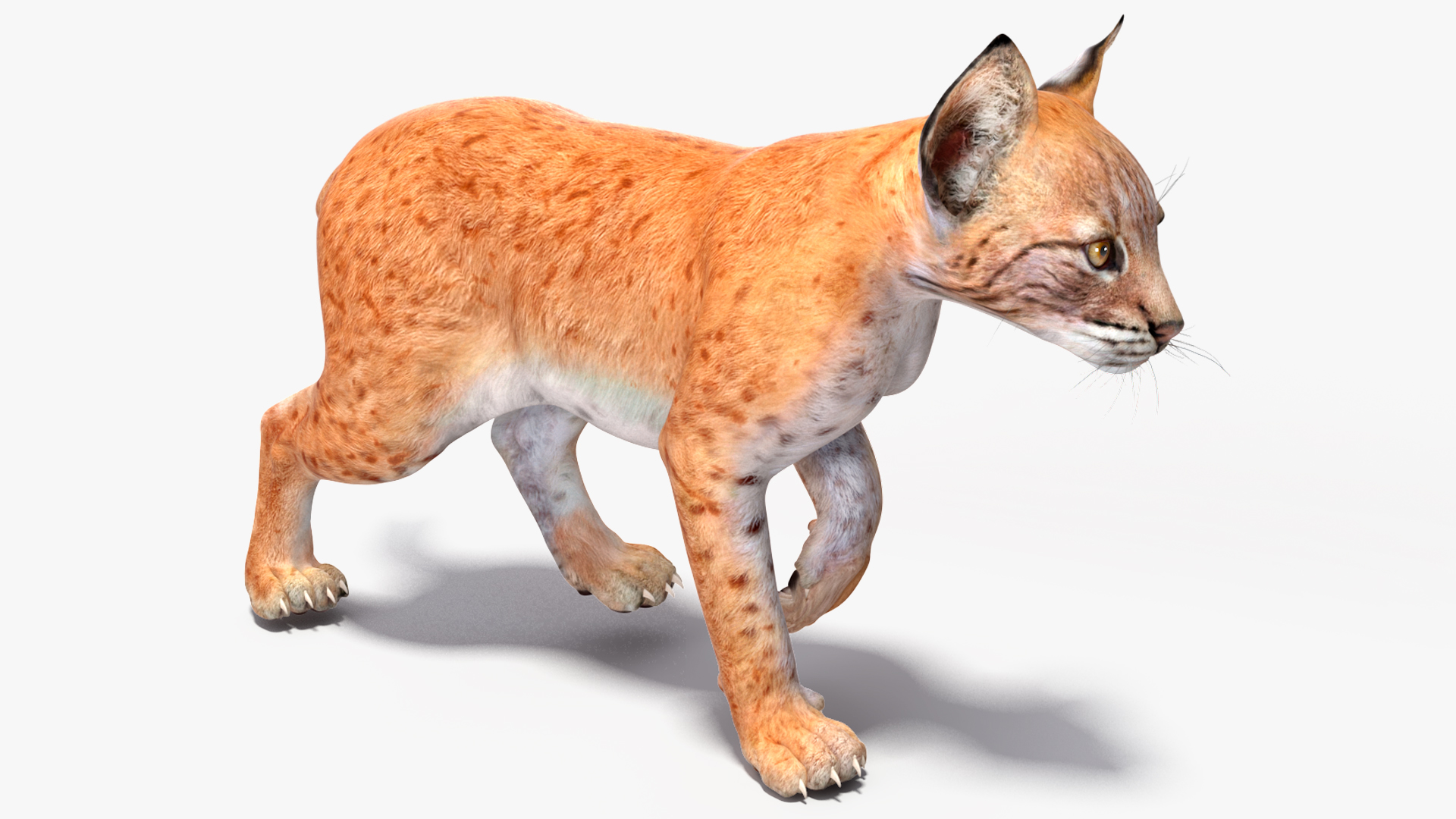 3D model Lynx Cub Rigged