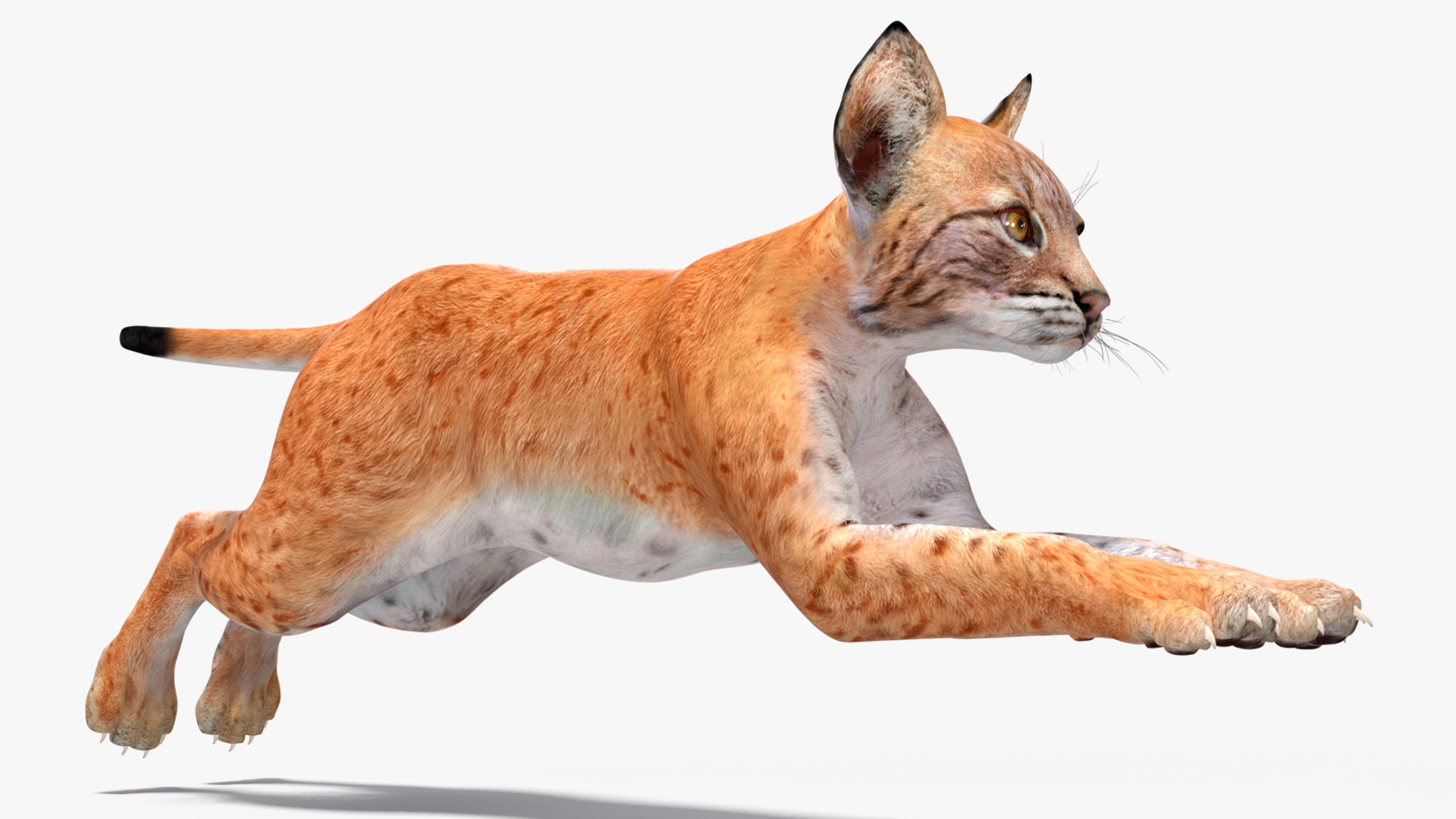 3D model Lynx Cub Rigged