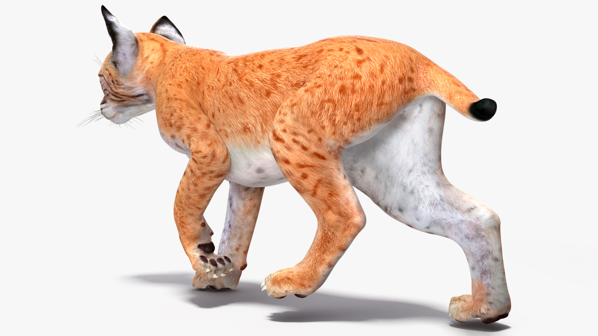 3D model Lynx Cub Rigged