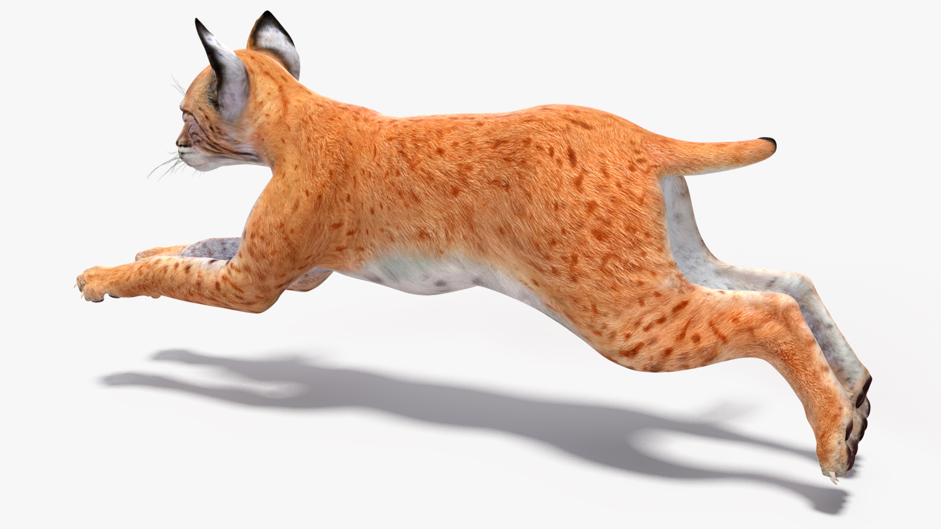 3D model Lynx Cub Rigged