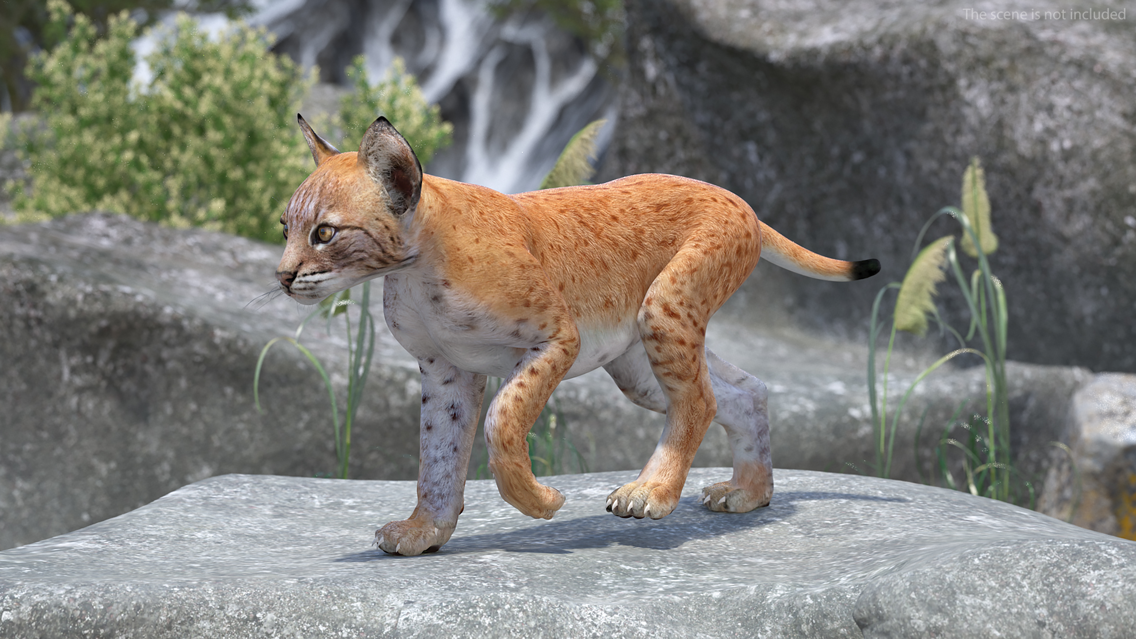 3D model Lynx Cub Rigged