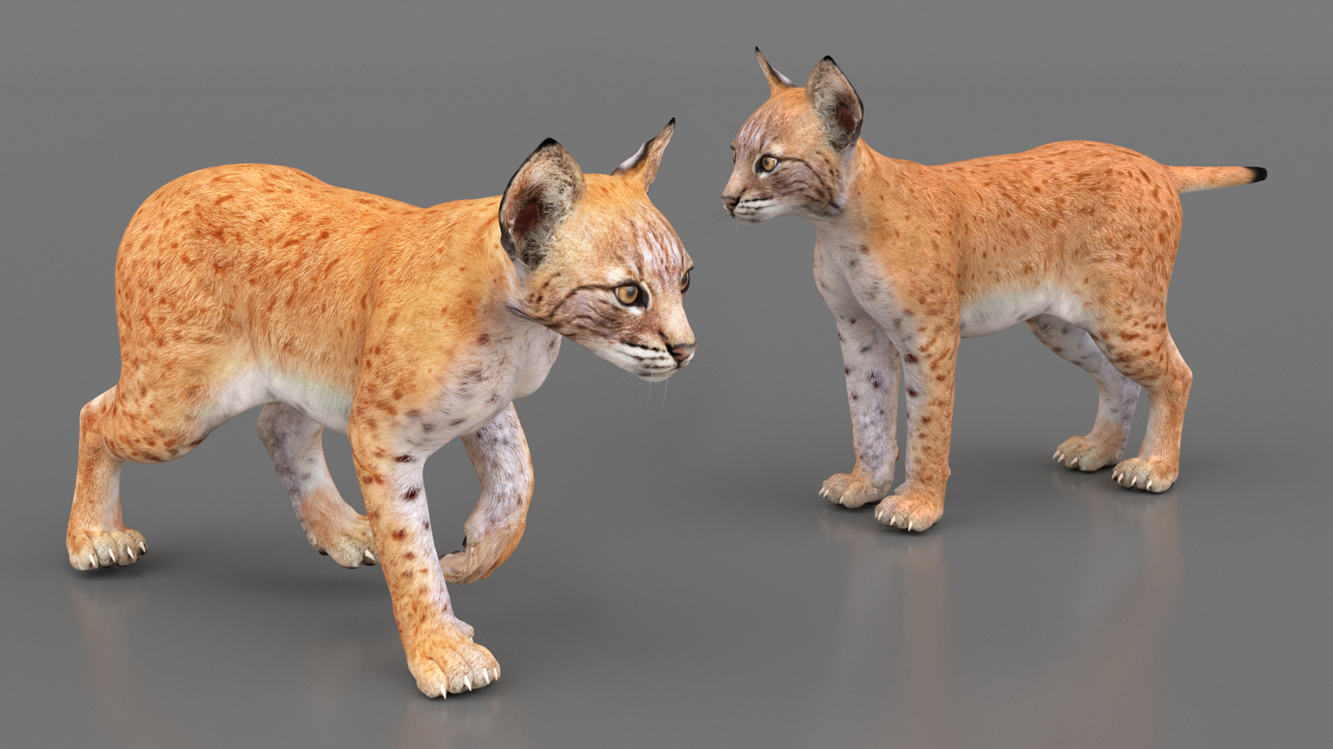 3D model Lynx Cub Rigged