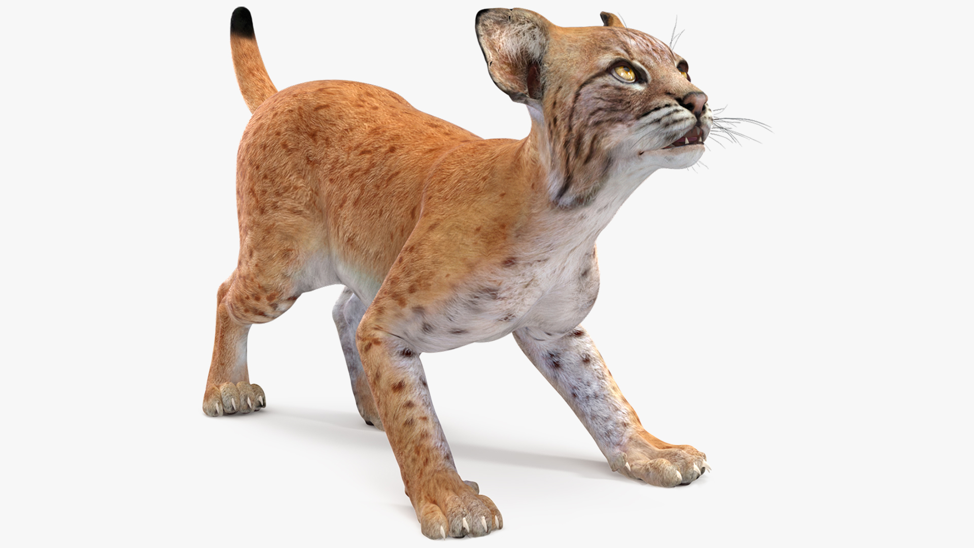 3D model Lynx Cub Rigged