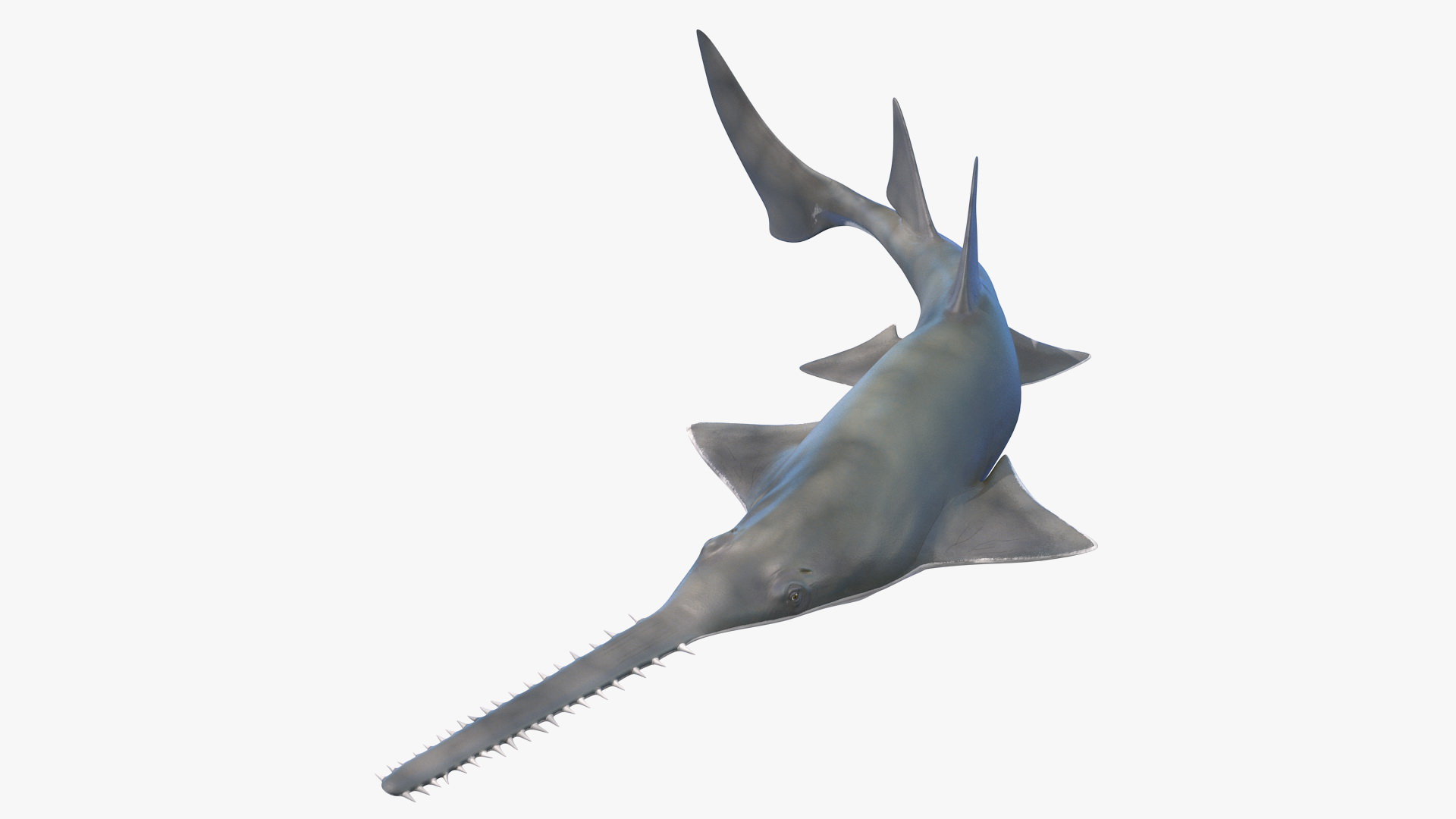 Sawfish Rigged 3D model