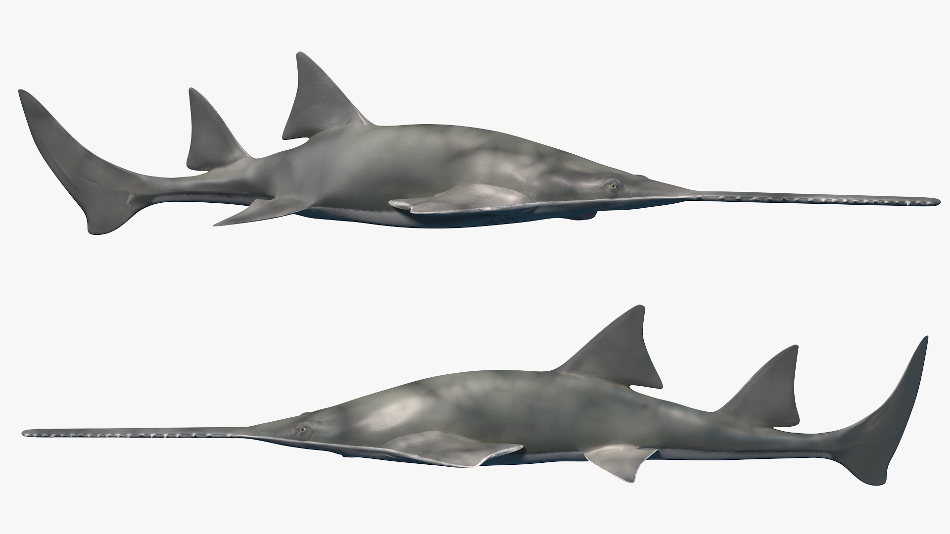 Sawfish Rigged 3D model