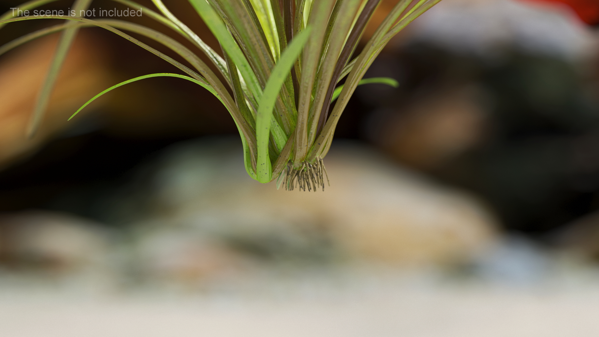 Aquatic Plant Sagittaria Dead 3D model