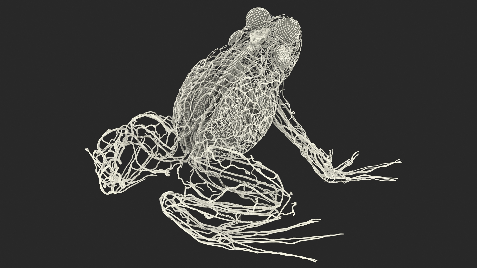 3D Frog Venous System model