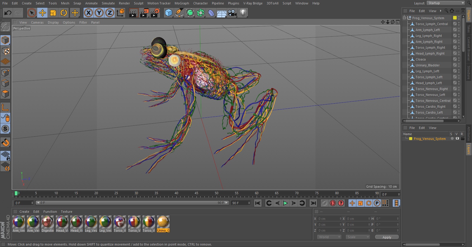 3D Frog Venous System model