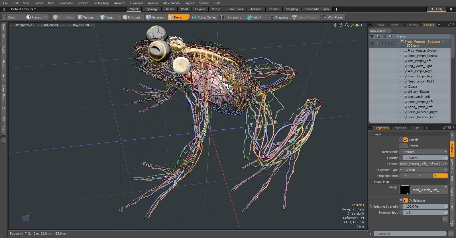 3D Frog Venous System model