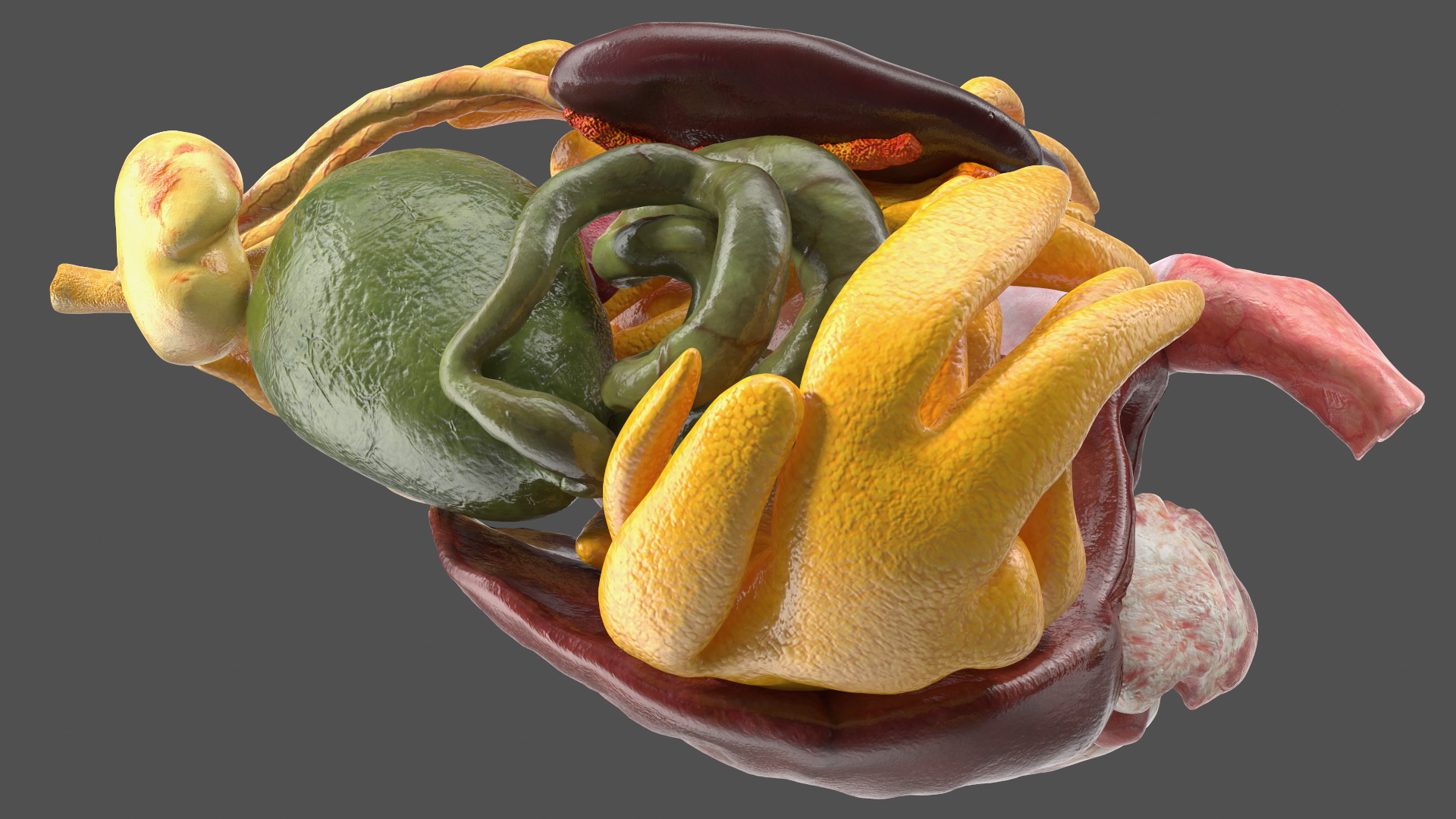 3D Frog Venous System model