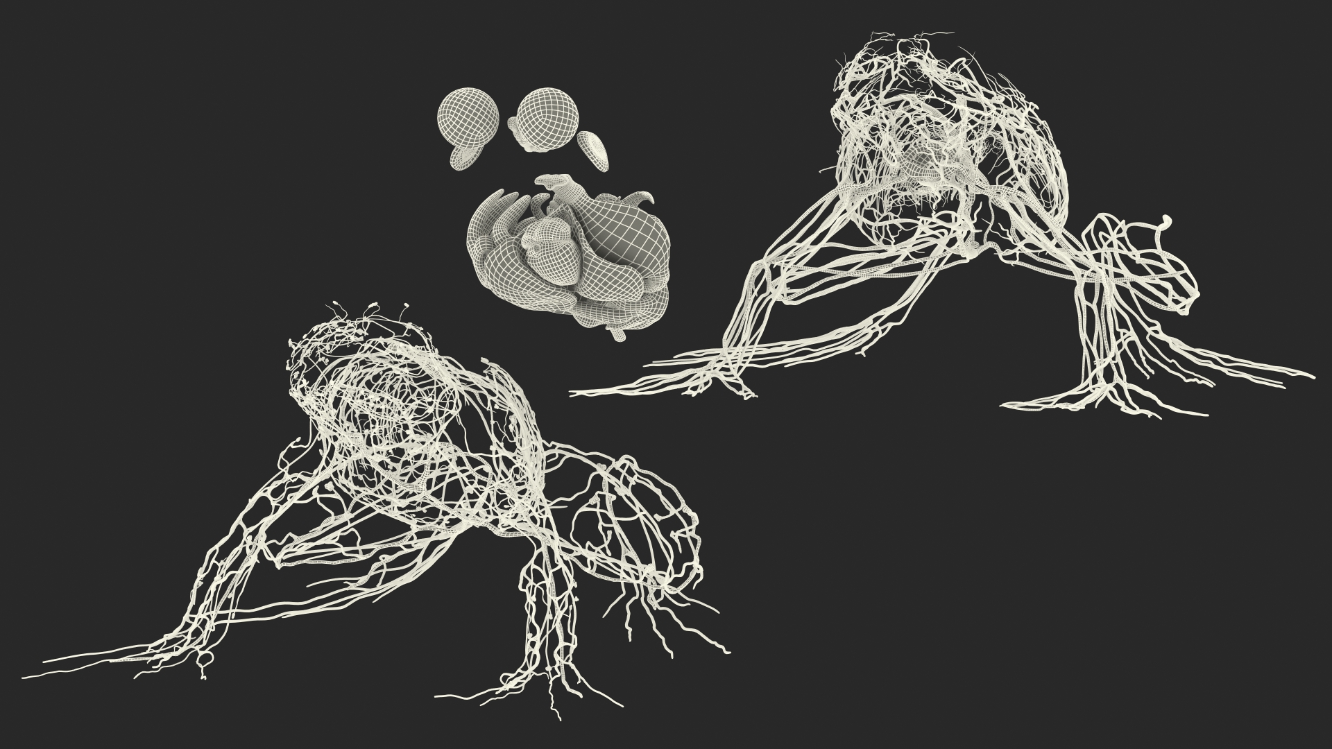 3D Frog Venous System model