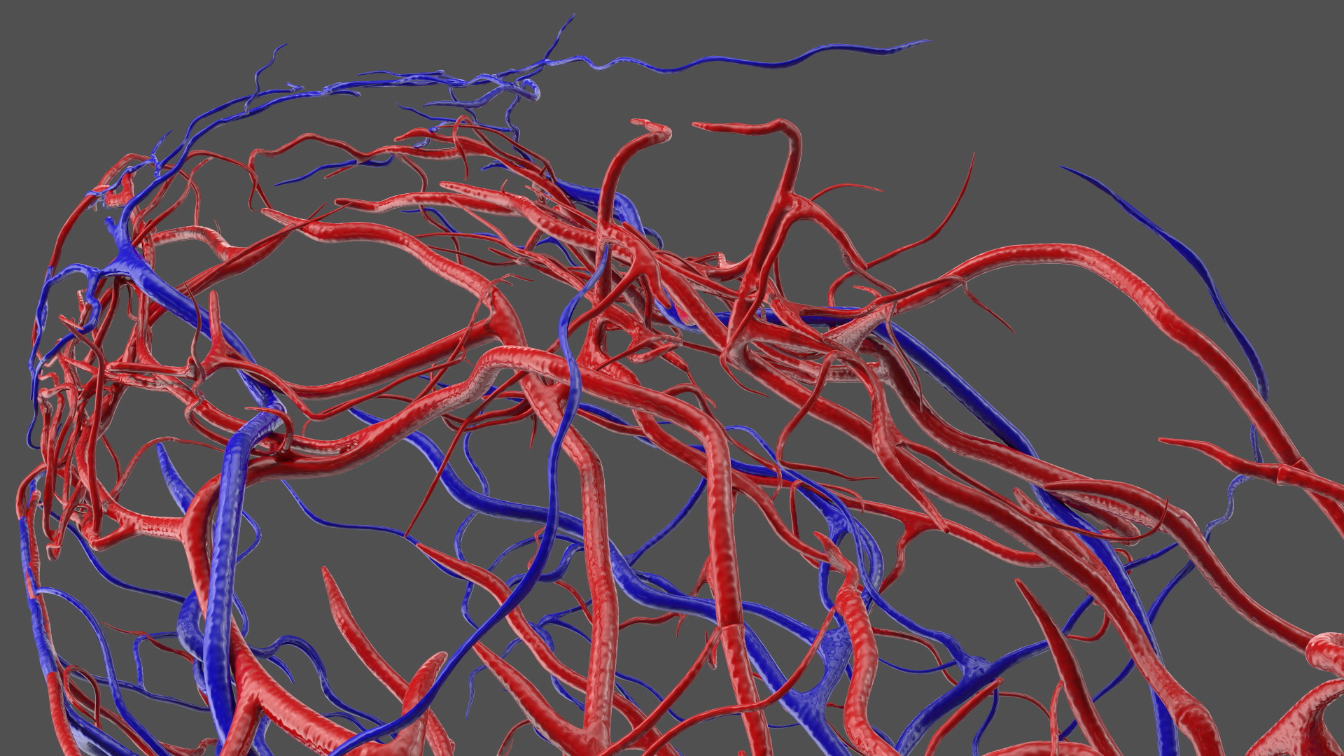 3D Frog Venous System model