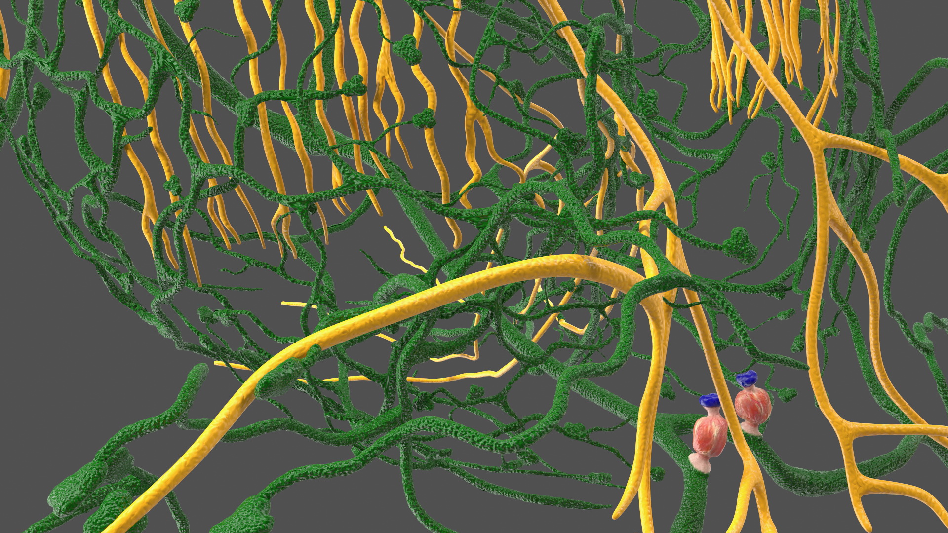 3D Frog Venous System model