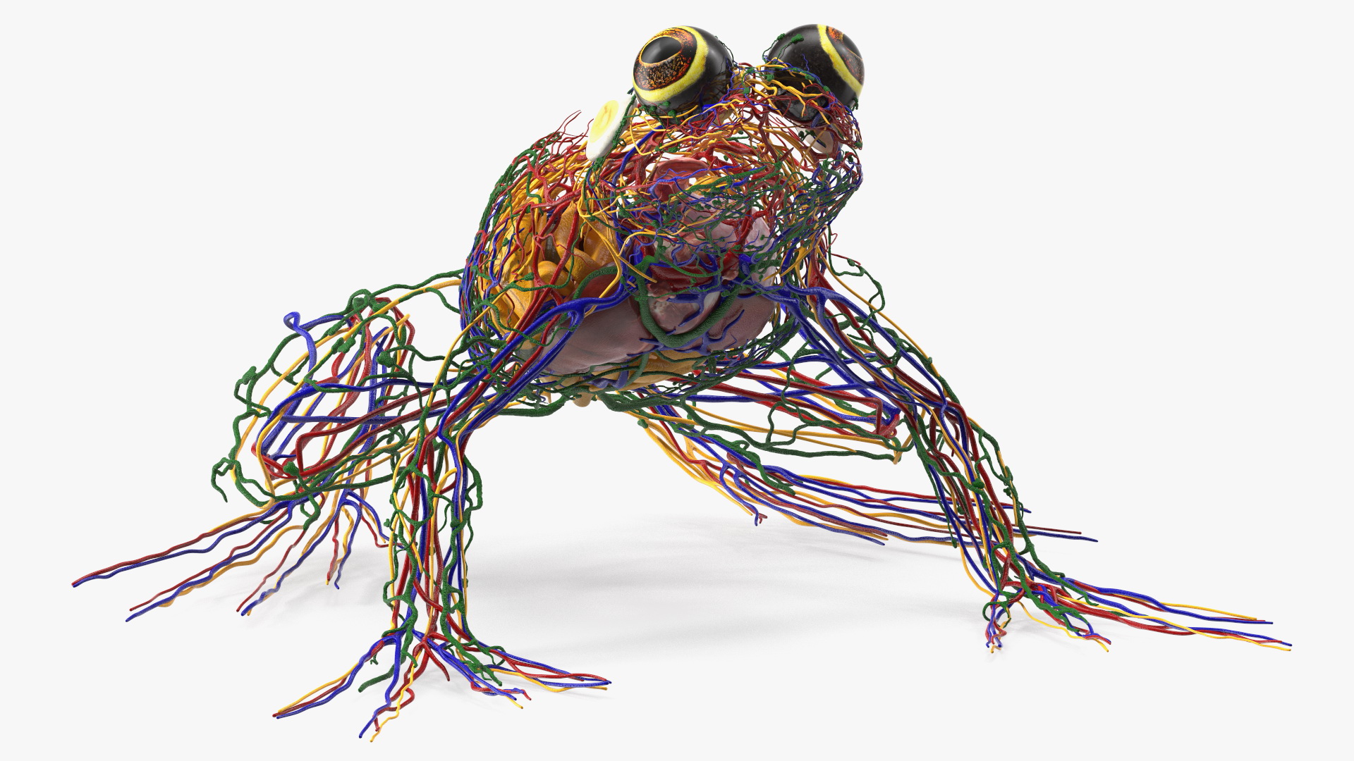 3D Frog Venous System model