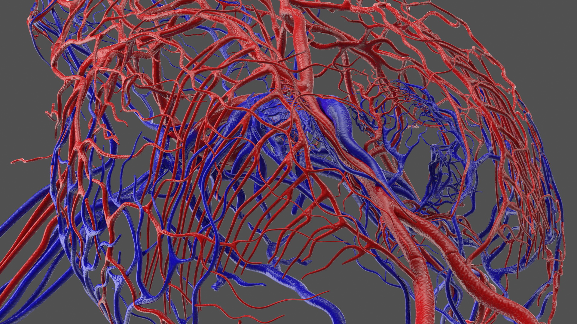 3D Frog Venous System model