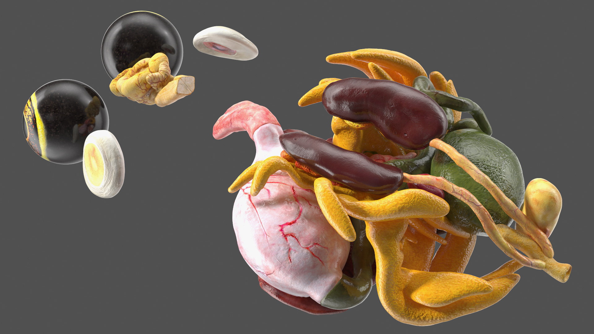 3D Frog Venous System model