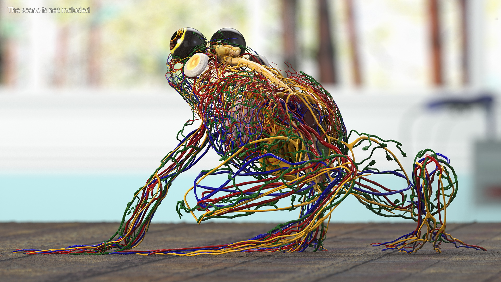 3D Frog Venous System model