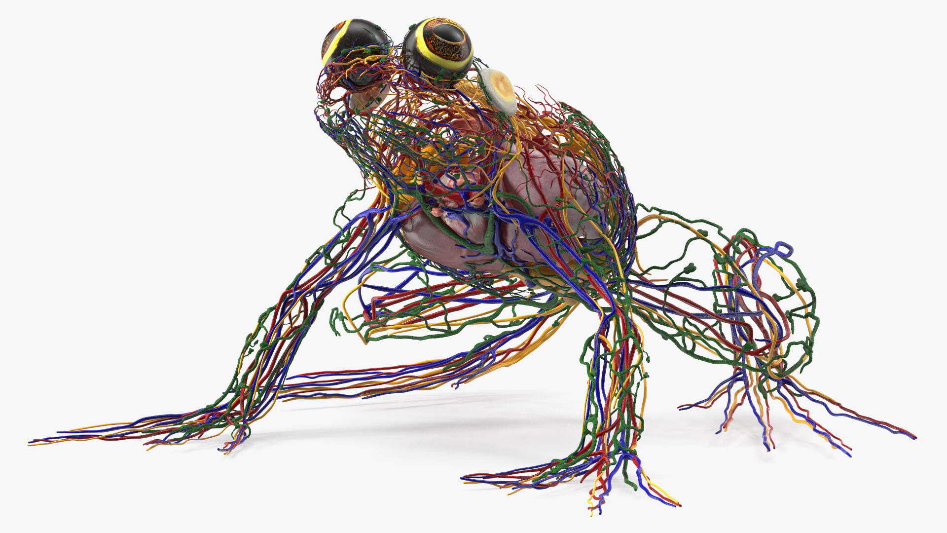 3D Frog Venous System model