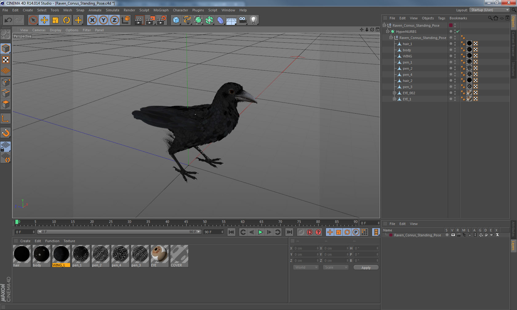 3D Raven Corvus Standing Pose