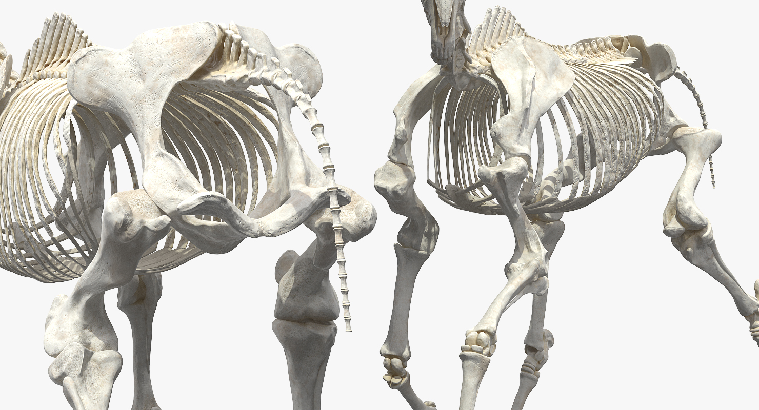 Horse Skeleton Running Pose 3D