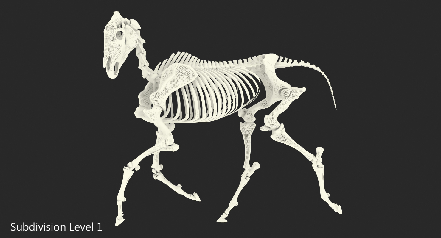 Horse Skeleton Running Pose 3D