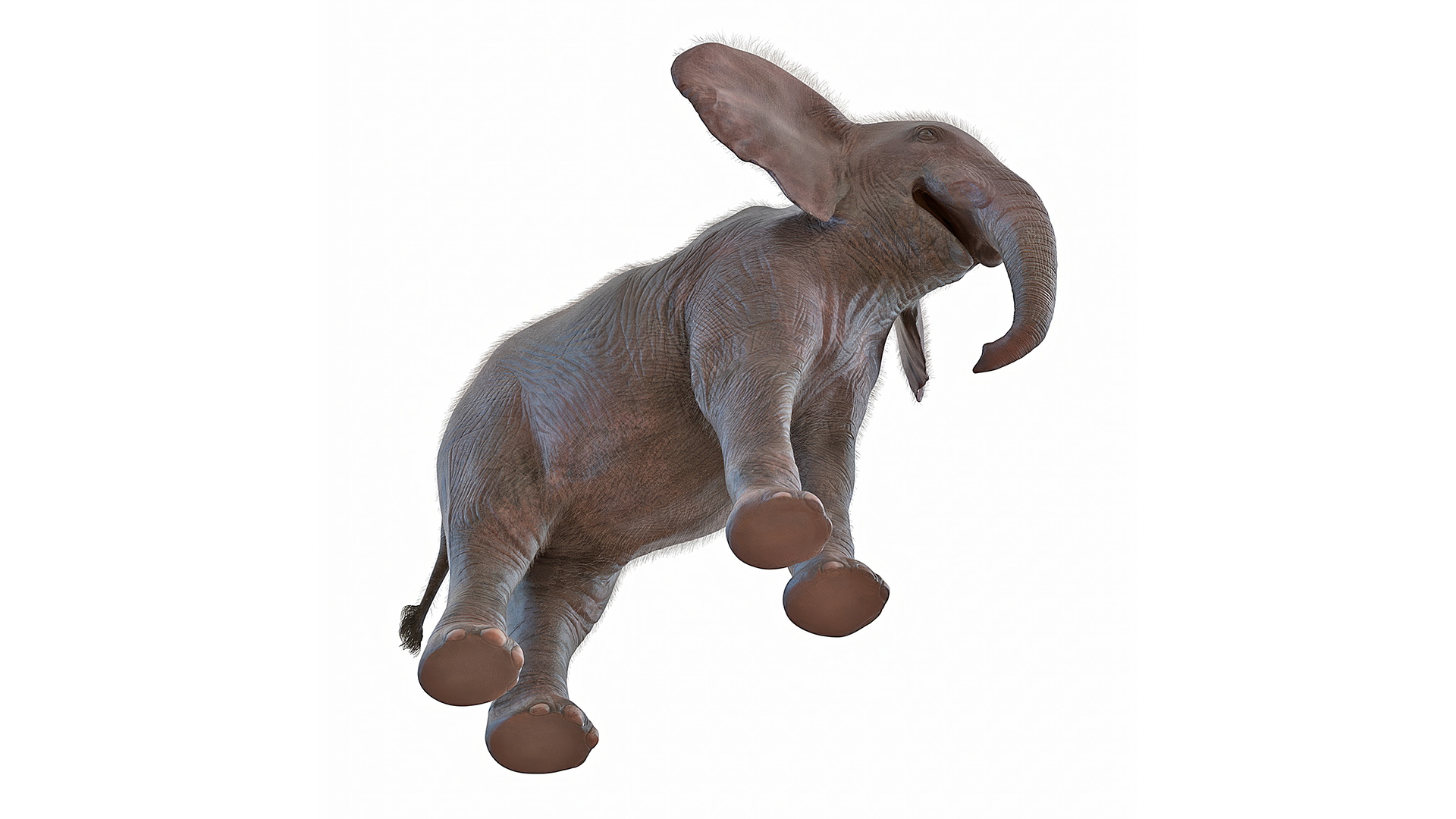 Baby Elephant Fur 3D