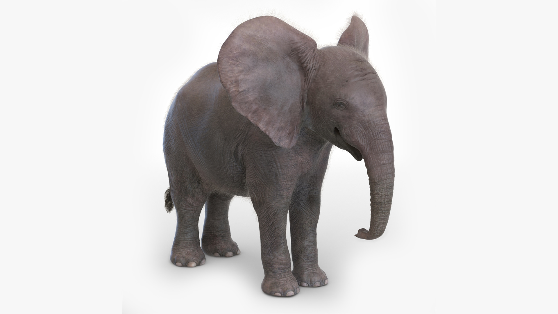 Baby Elephant Fur 3D