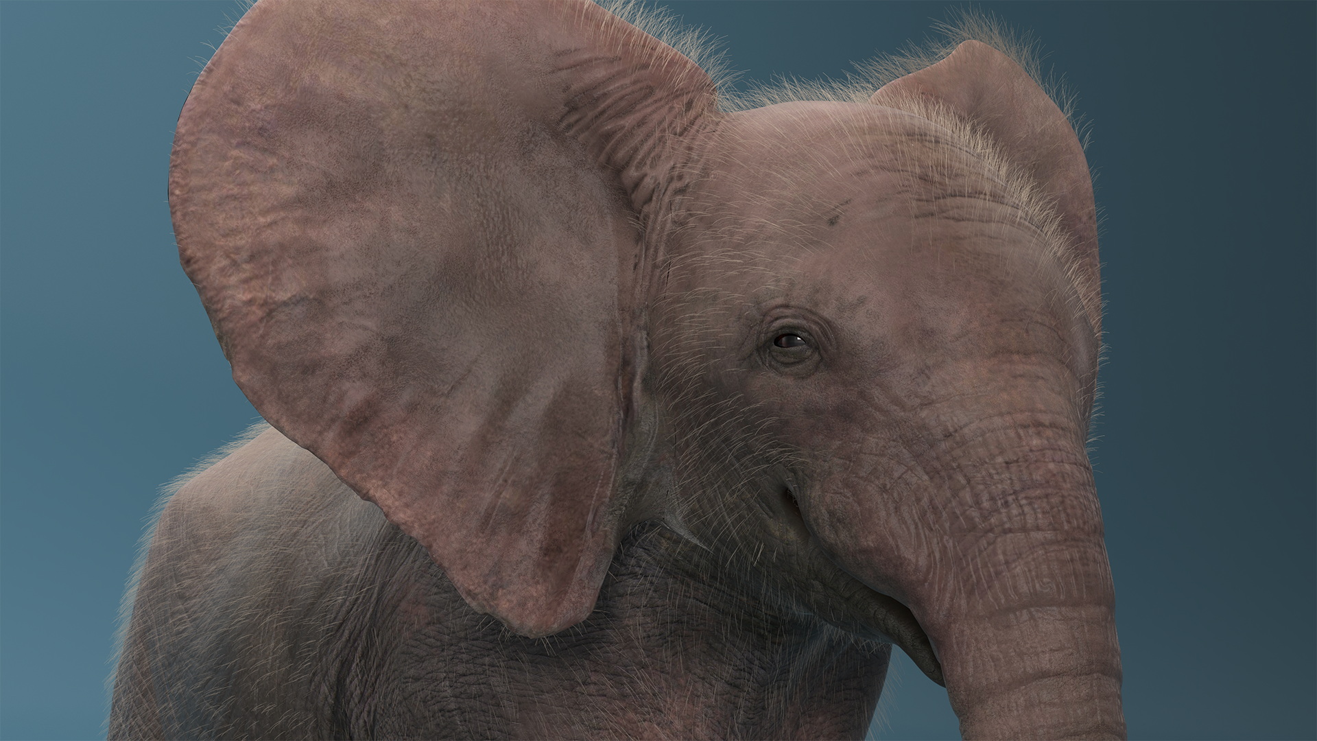 Baby Elephant Fur 3D