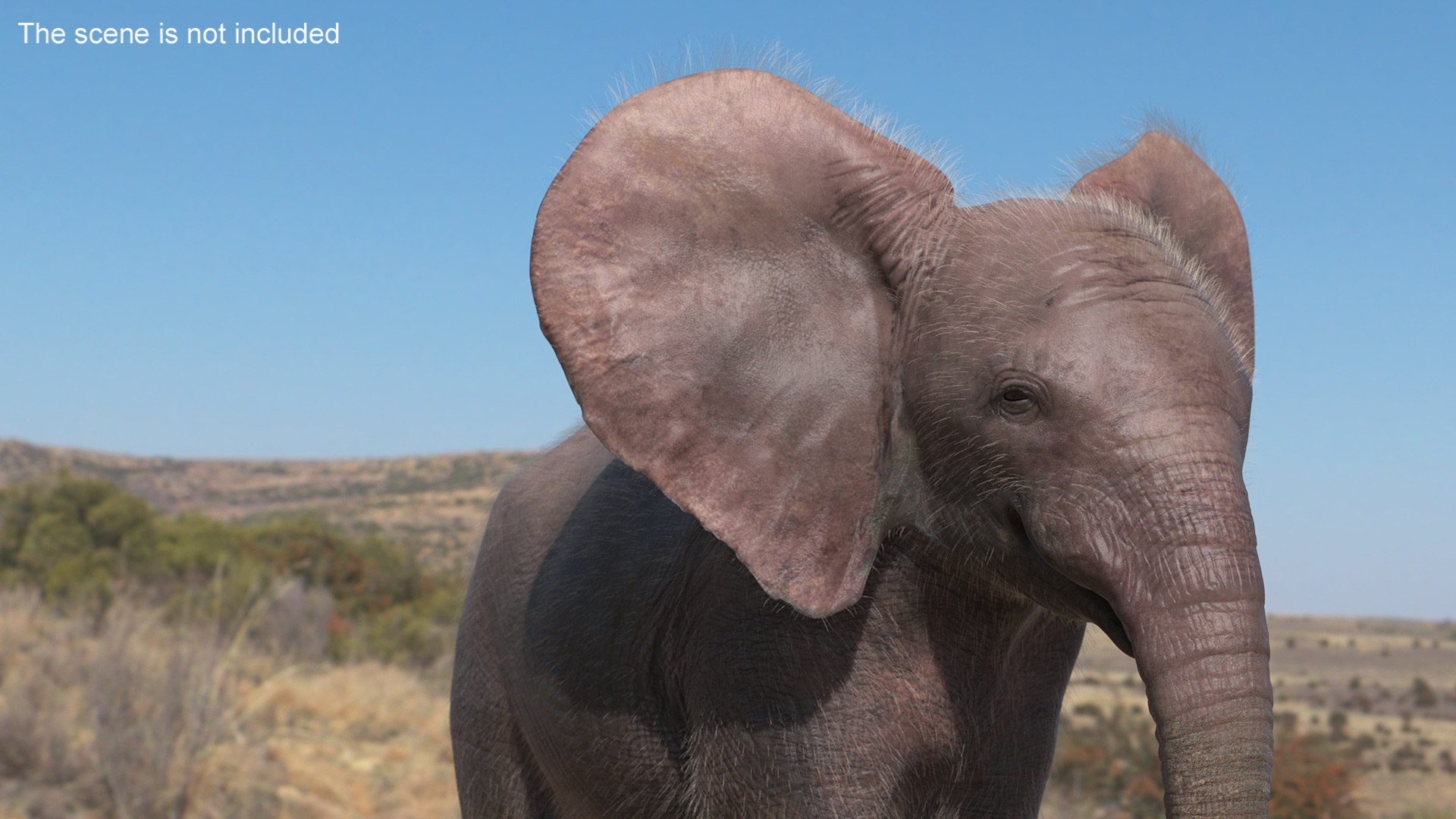 Baby Elephant Fur 3D