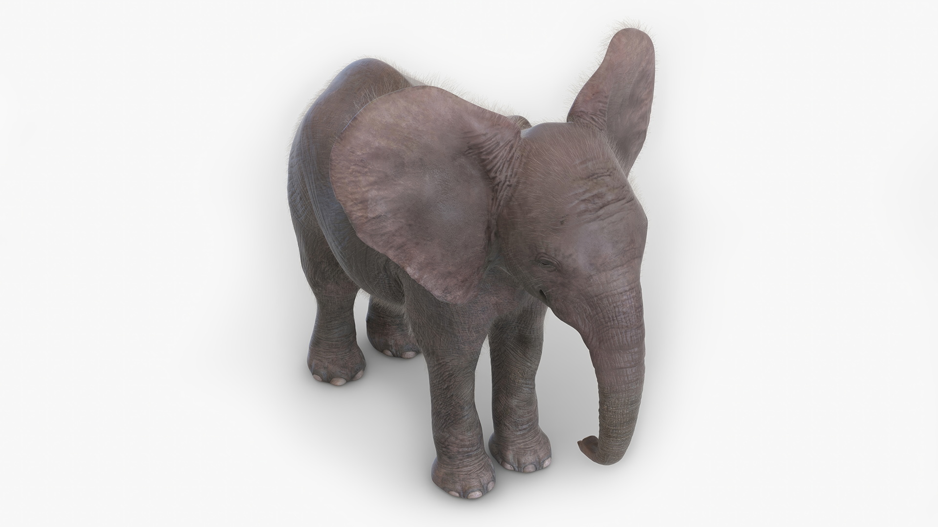 Baby Elephant Fur 3D