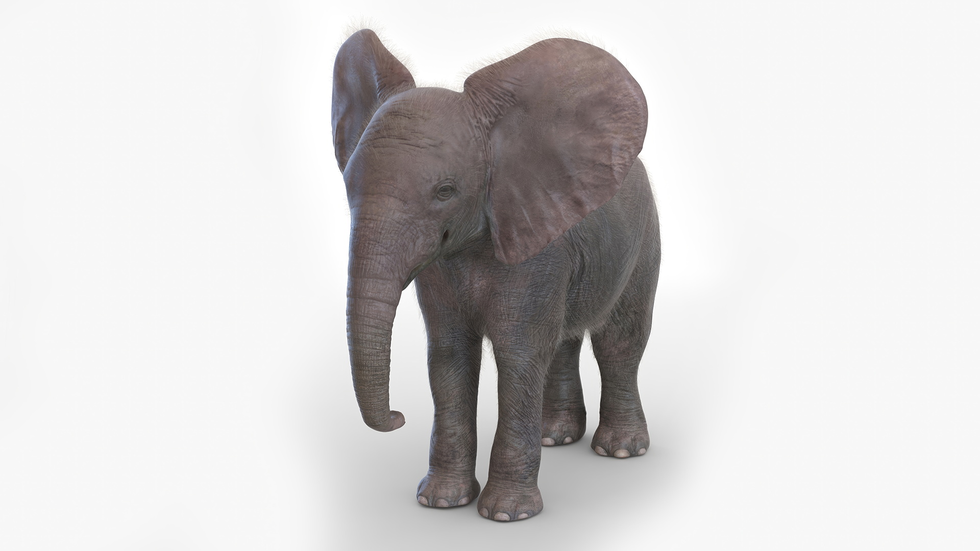 Baby Elephant Fur 3D