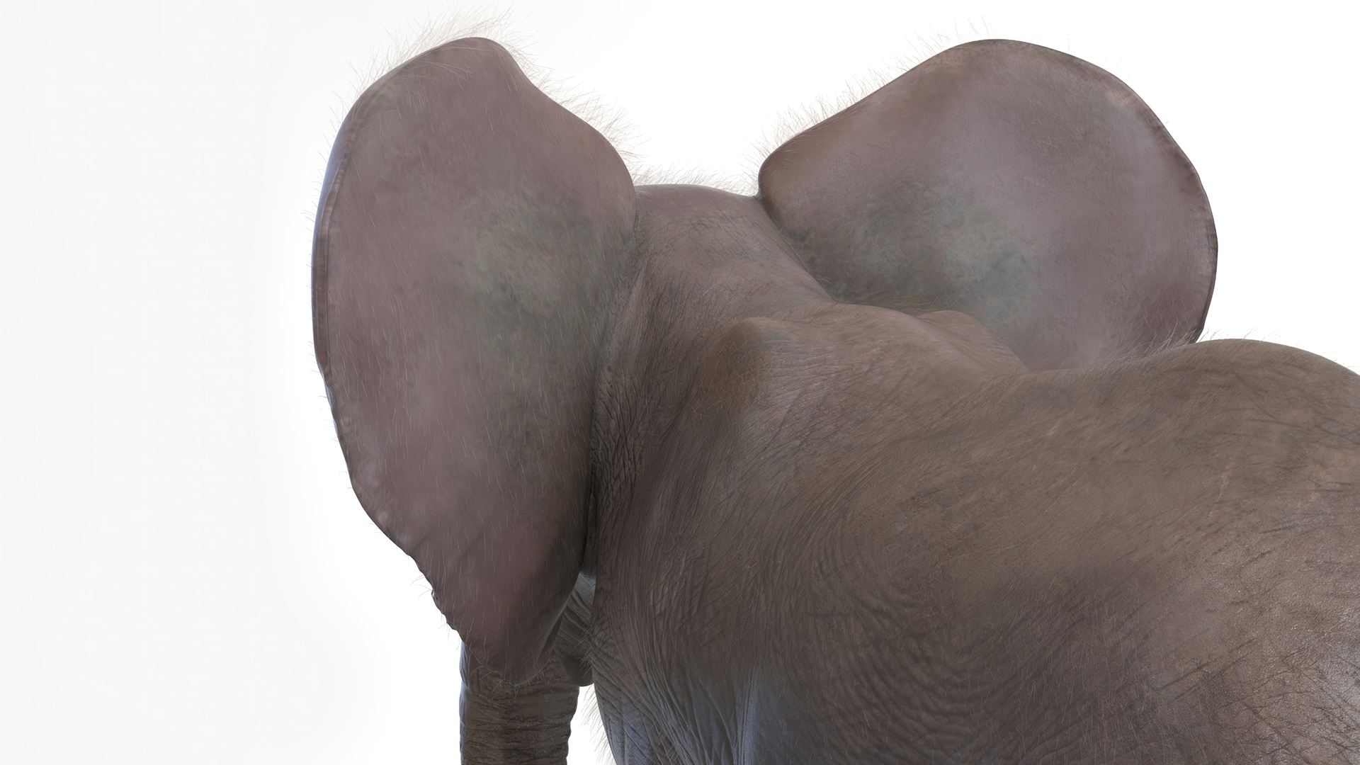 Baby Elephant Fur 3D