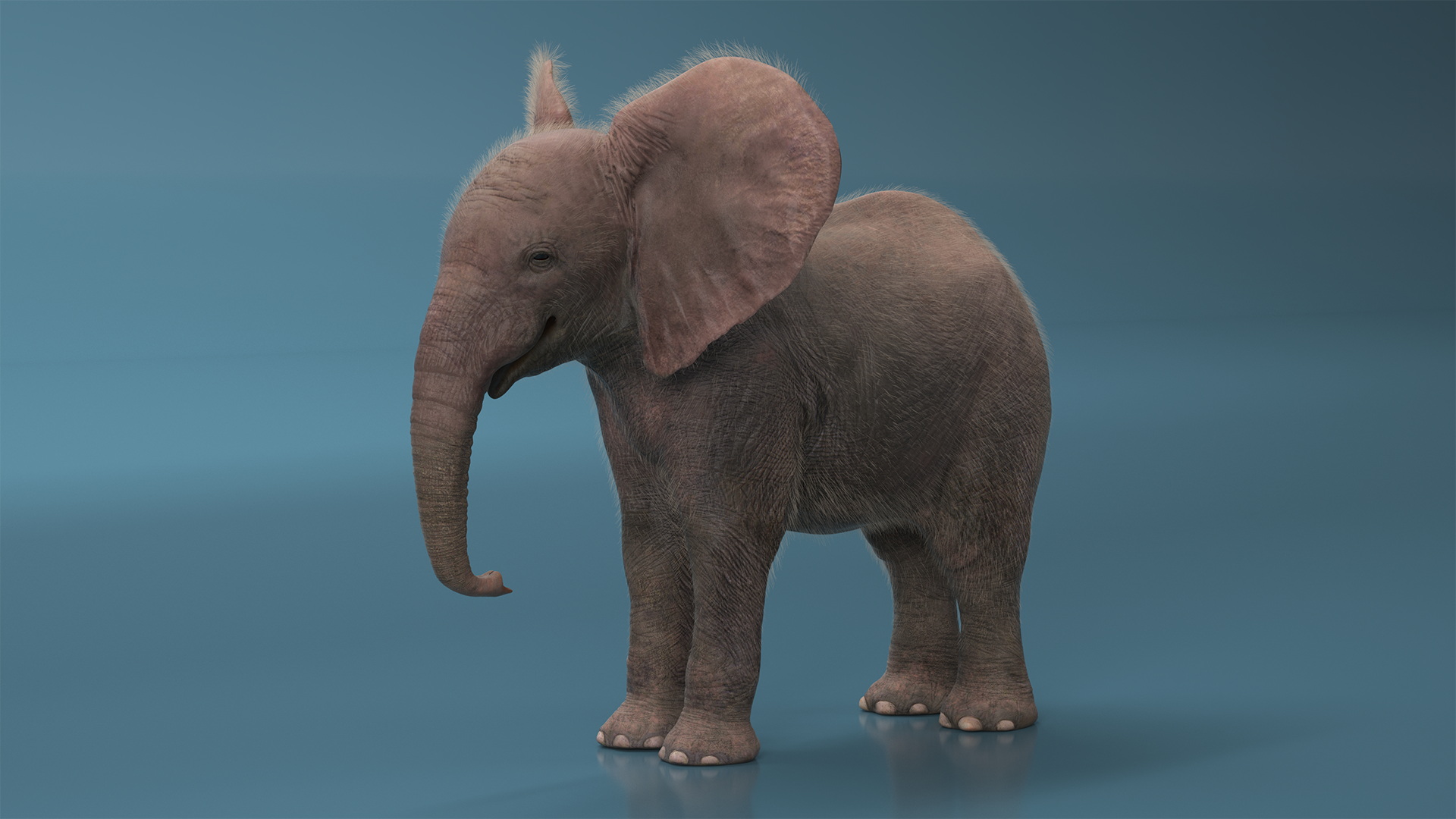 Baby Elephant Fur 3D