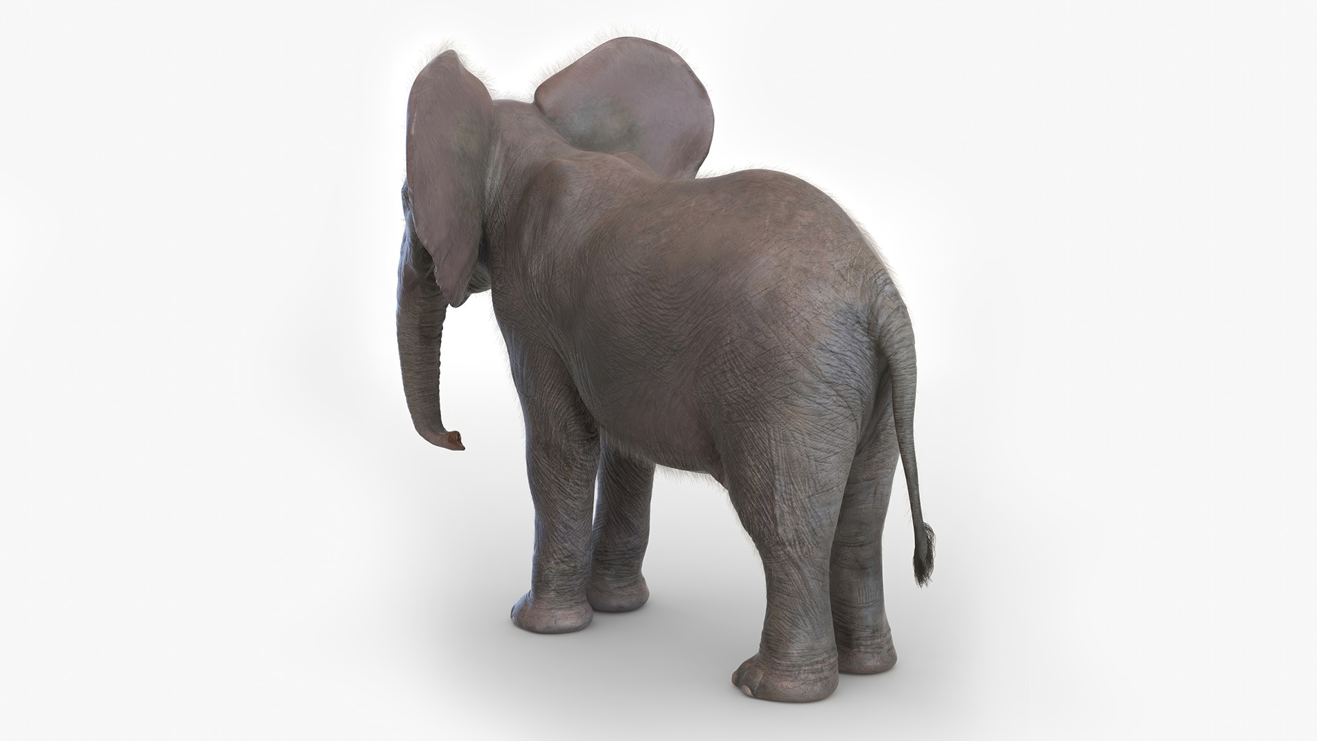 Baby Elephant Fur 3D