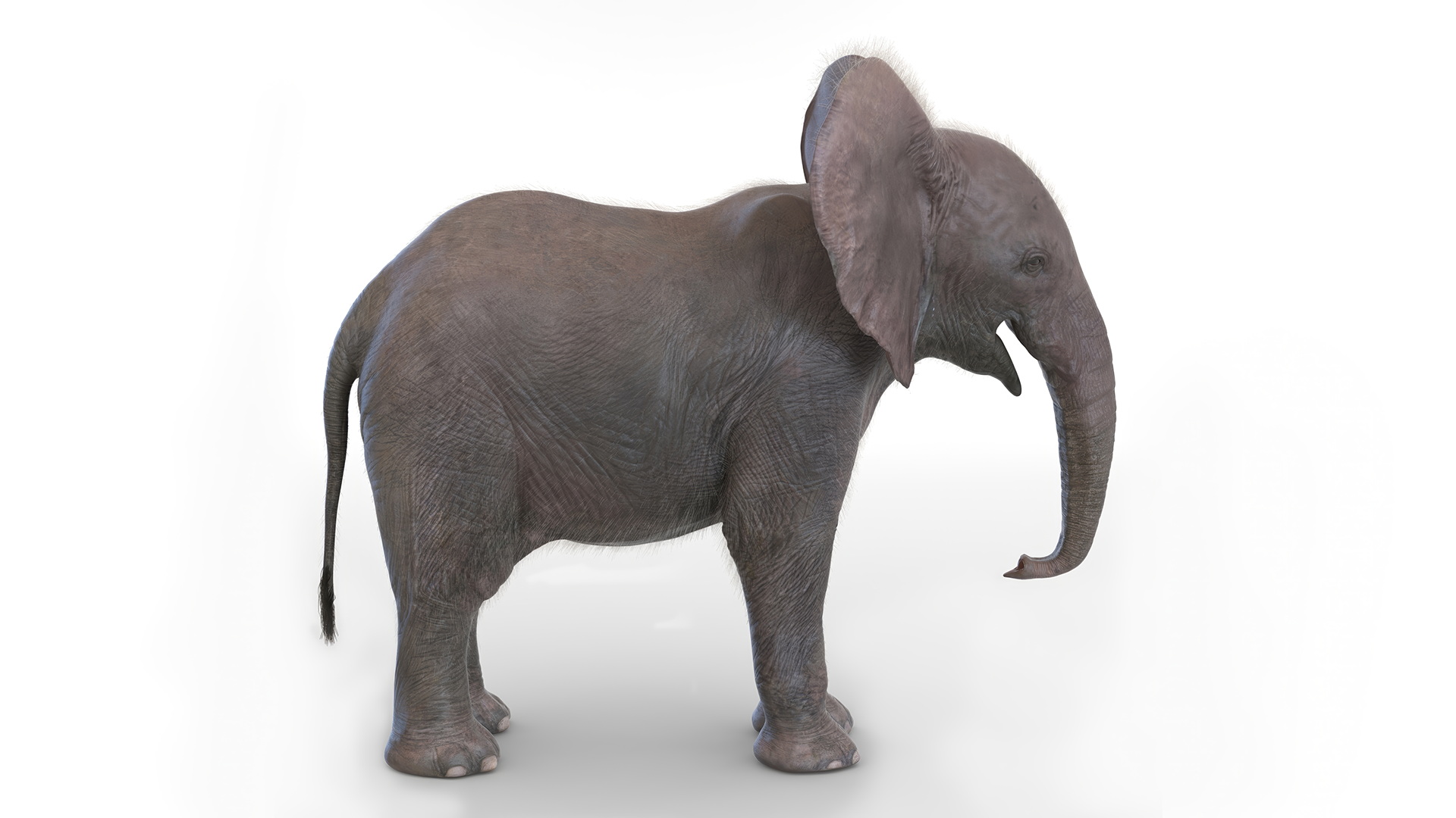 Baby Elephant Fur 3D